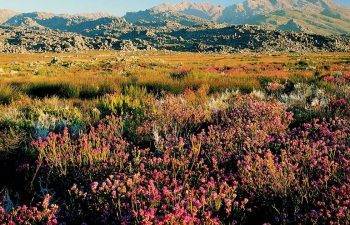 Aires protégées de la Région Florale du Cap